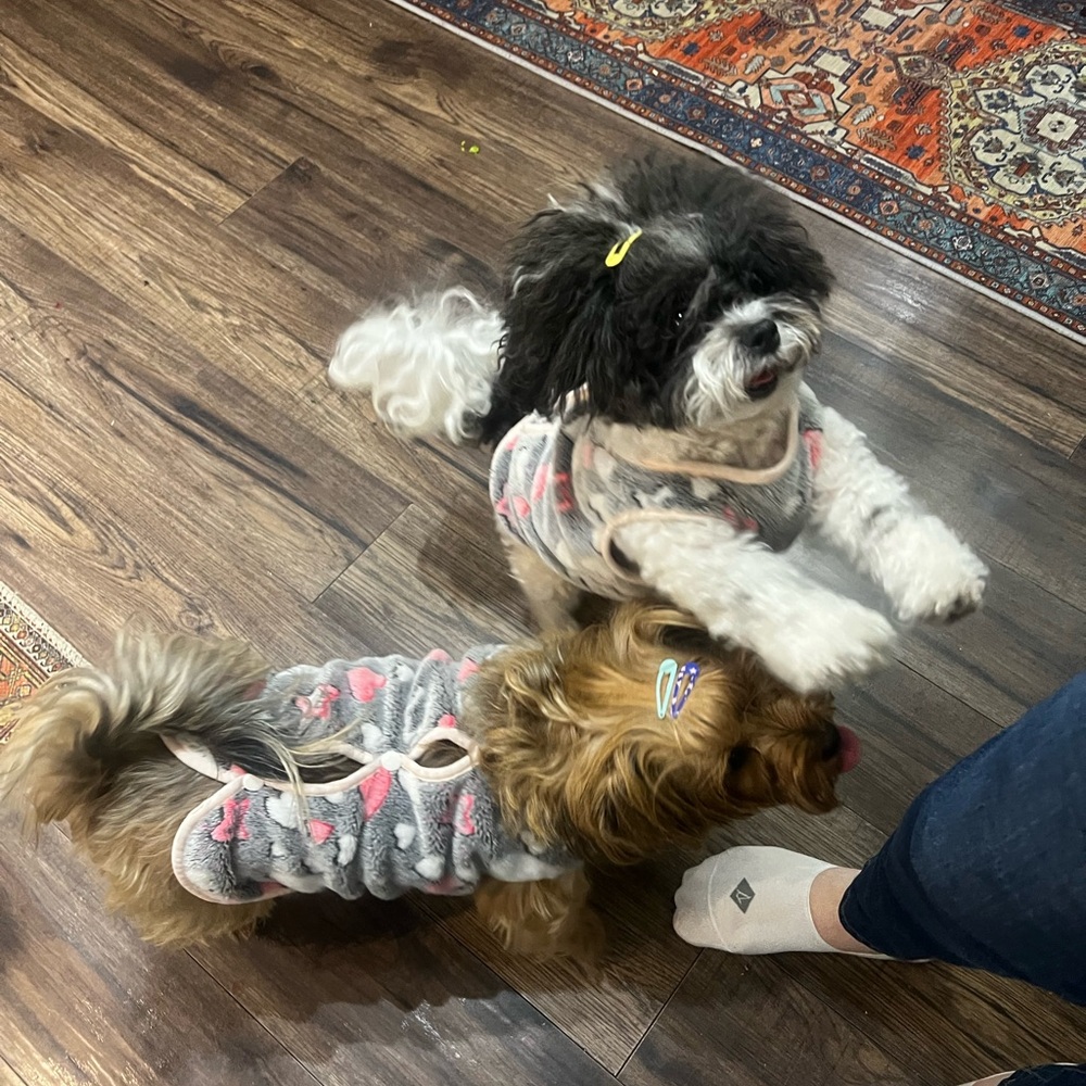 Cozy Gray and Pink Dog Sweaters